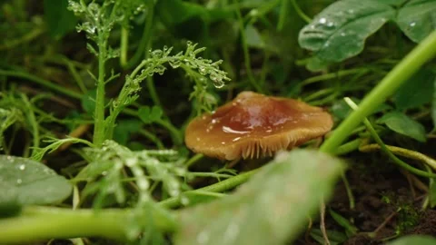 Pumpkin Patch Stock-Footage 316074512