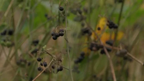 Pumpkin Patch Stock-Footage 316074535