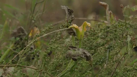 Pumpkin Patch Stock-Footage 316074539