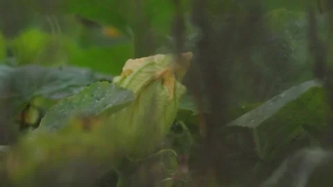 Pumpkin Patch Stock-Footage 316074541