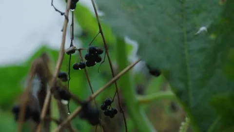 Pumpkin Patch Stock-Footage 316074559