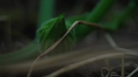 Pumpkin Patch Stock-Footage 316074562