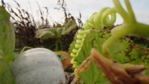 Pumpkin Patch Stock-Footage 316074574