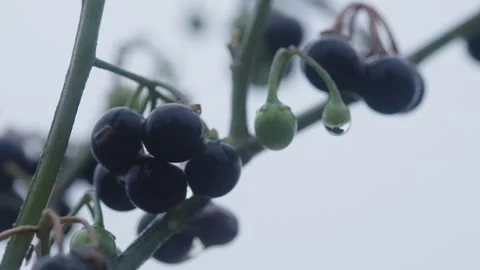 Pumpkin Patch Stock-Footage 316074583