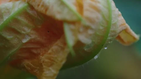 Pumpkin Patch Stock-Footage 316074586