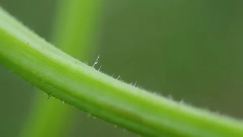 Pumpkin Patch Stock-Footage 316074592