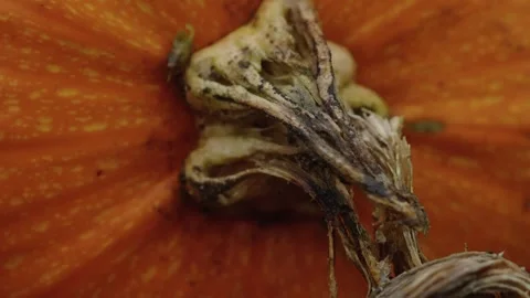 Pumpkin Patch Stock-Footage 316074611