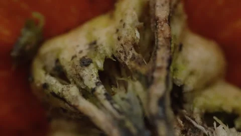 Pumpkin Patch Stock-Footage 316074619