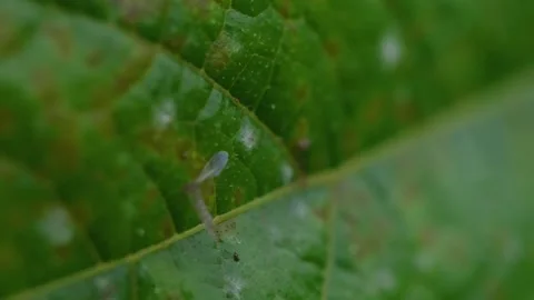 Pumpkin Patch Stock-Footage 316074623