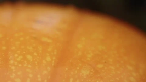 Pumpkin Patch Stock-Footage 316074638