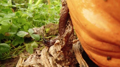 Pumpkin Patch Stock-Footage 316074655