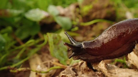 Pumpkin Patch Stock-Footage 316074659