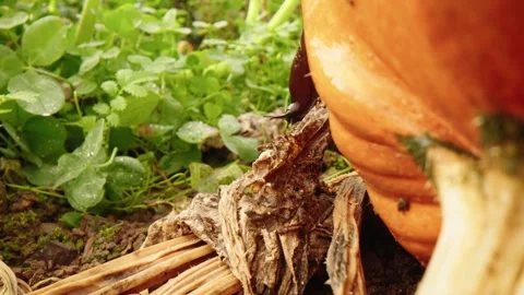 Pumpkin Patch Stock-Footage 316074664
