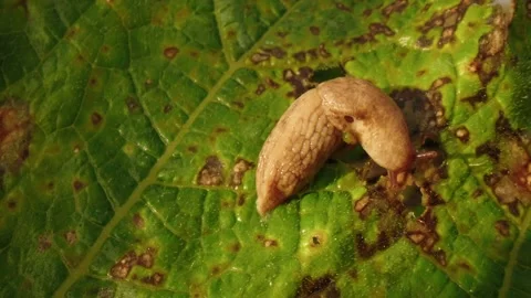 Pumpkin Patch Stock-Footage 316074683