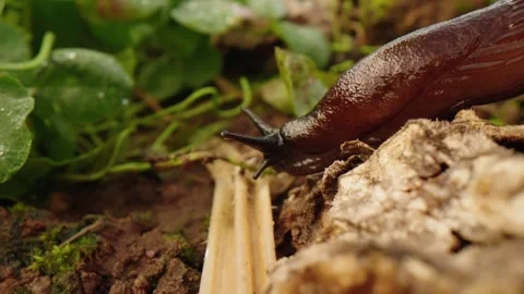 Pumpkin Patch Stock-Footage 316074685