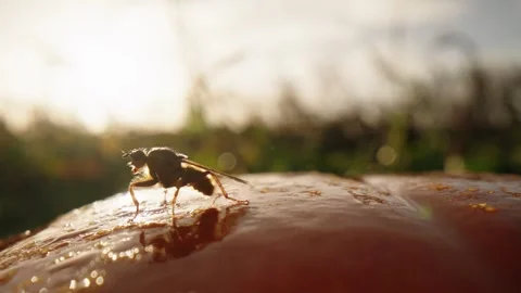 Pumpkin Patch Stock-Footage 316074713