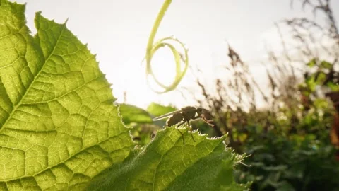 Pumpkin Patch Stock-Footage 316074716