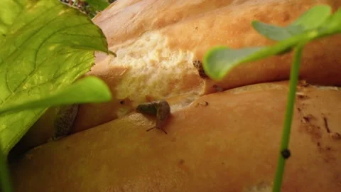 Pumpkin Patch Stock-Footage 316074726