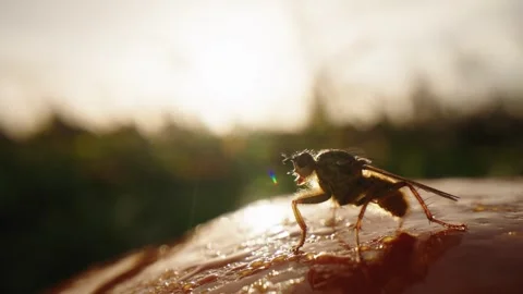 Pumpkin Patch Stock-Footage 316074741
