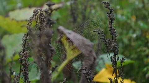 Pumpkin Patch Stock-Footage 316074769