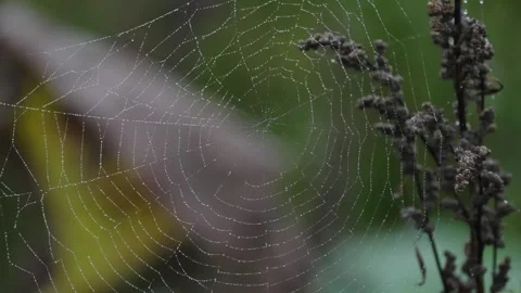 Pumpkin Patch Stock-Footage 316074782