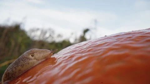 Pumpkin Patch Stock-Footage 316074786