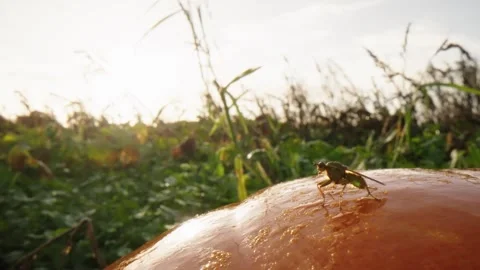 Pumpkin Patch Stock-Footage 316074791