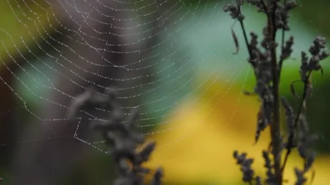 Pumpkin Patch Stock-Footage 316074795