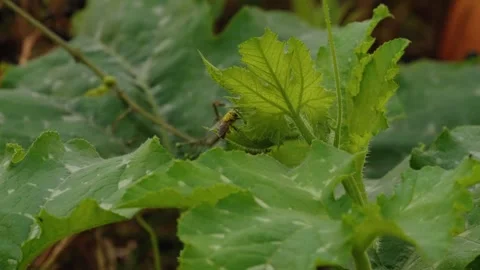 Pumpkin Patch Stock-Footage 316074804