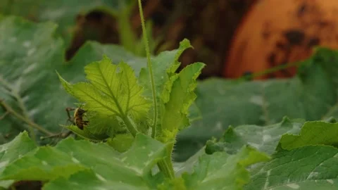Pumpkin Patch Stock-Footage 316074828