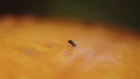 Pumpkin Patch Stock-Footage 316074829