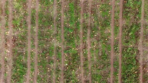 Pumpkin Patch Stock-Footage 316074964