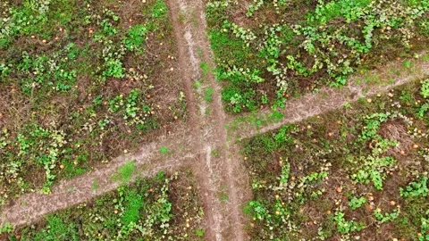 Pumpkin Patch Stock-Footage 316074978