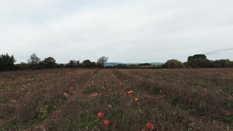 Pumpkin Patch Stock-Footage 316074992