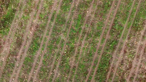 Pumpkin Patch Stock-Footage 316075070