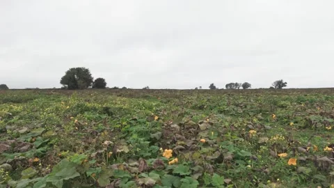 Pumpkin Patch Stock-Footage 316075118