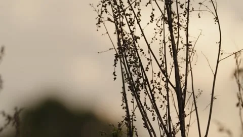 Pumpkin Patch Stock-Footage 316075325