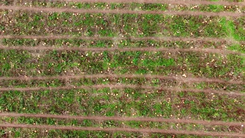 Pumpkin Patch Stock-Footage 316075346