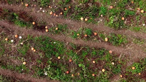 Pumpkin Patch Stock-Footage 316075403