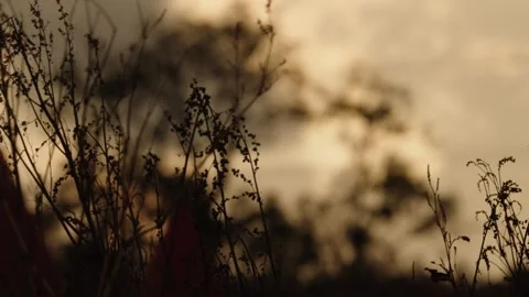 Pumpkin Patch Stock-Footage 316075405