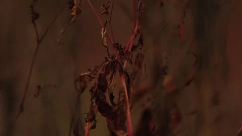 Pumpkin Patch Stock-Footage 316075483