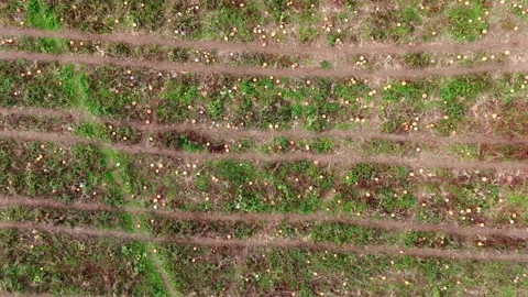 Pumpkin Patch Stock-Footage 316075523