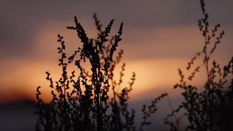Pumpkin Patch Stock-Footage 316075537