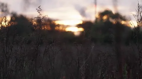 Pumpkin Patch Stock-Footage 316075545