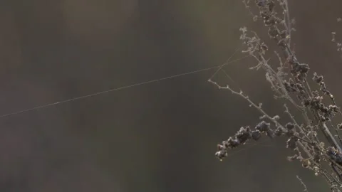 Pumpkin Patch Stock-Footage 316075648