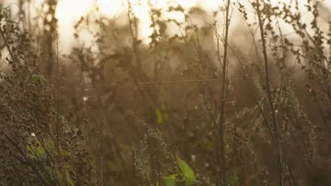 Pumpkin Patch Stock-Footage 316075655