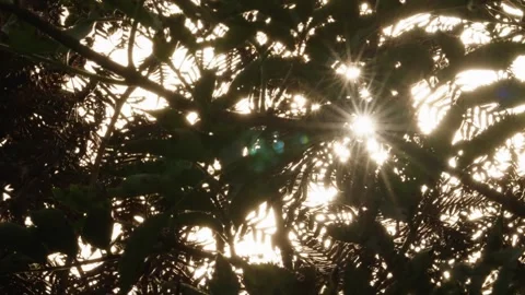 Pumpkin Patch Stock-Footage 316075724