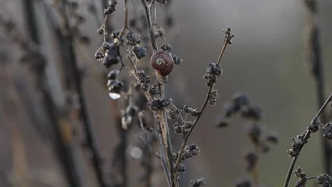 Pumpkin Patch Stock-Footage 316075726