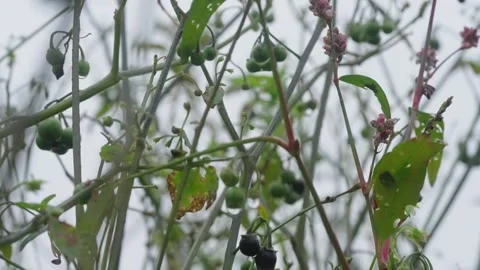 Pumpkin Patch Stock-Footage 316075757