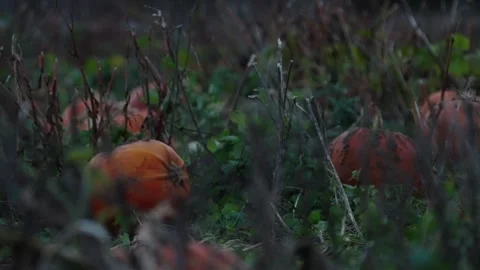 Pumpkin Patch Stock-Footage 316075820